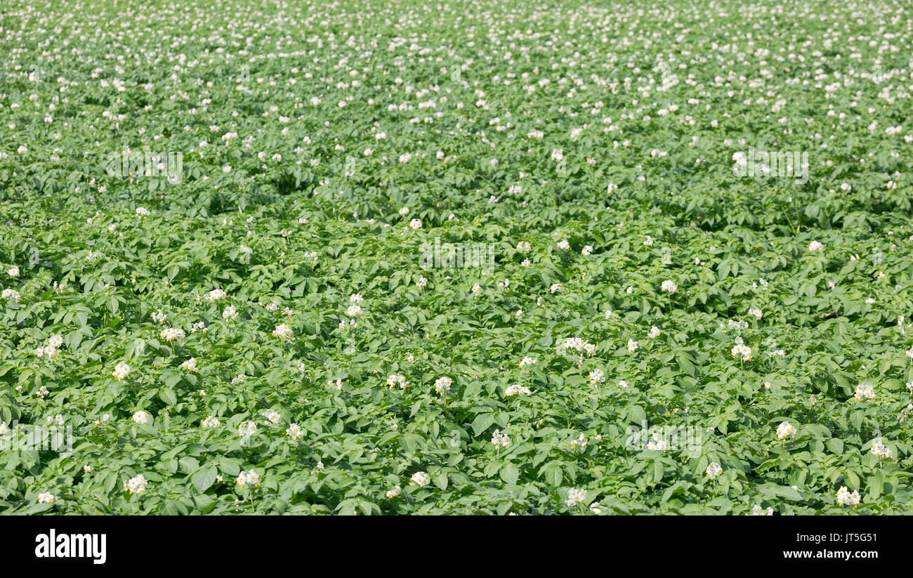 Campo di piante di patata fioritura Foto Stock