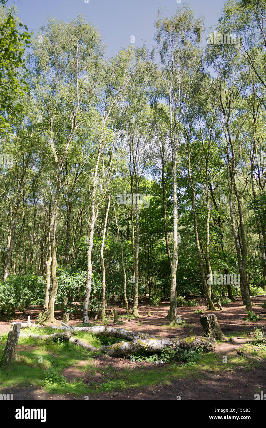 British tipico bosco di betulla Foto Stock