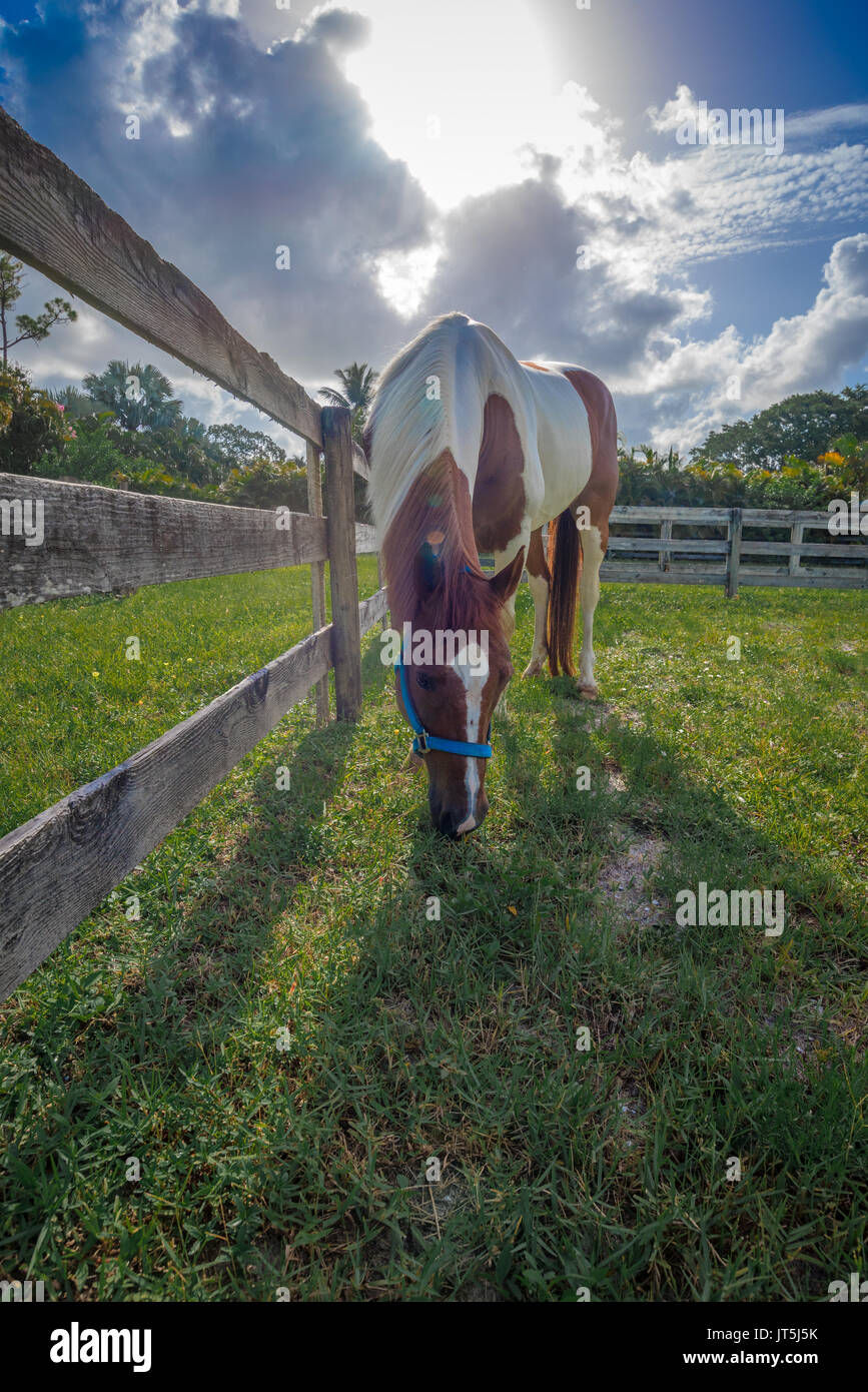 Painted Horse pascolare nel suo paddock Foto Stock