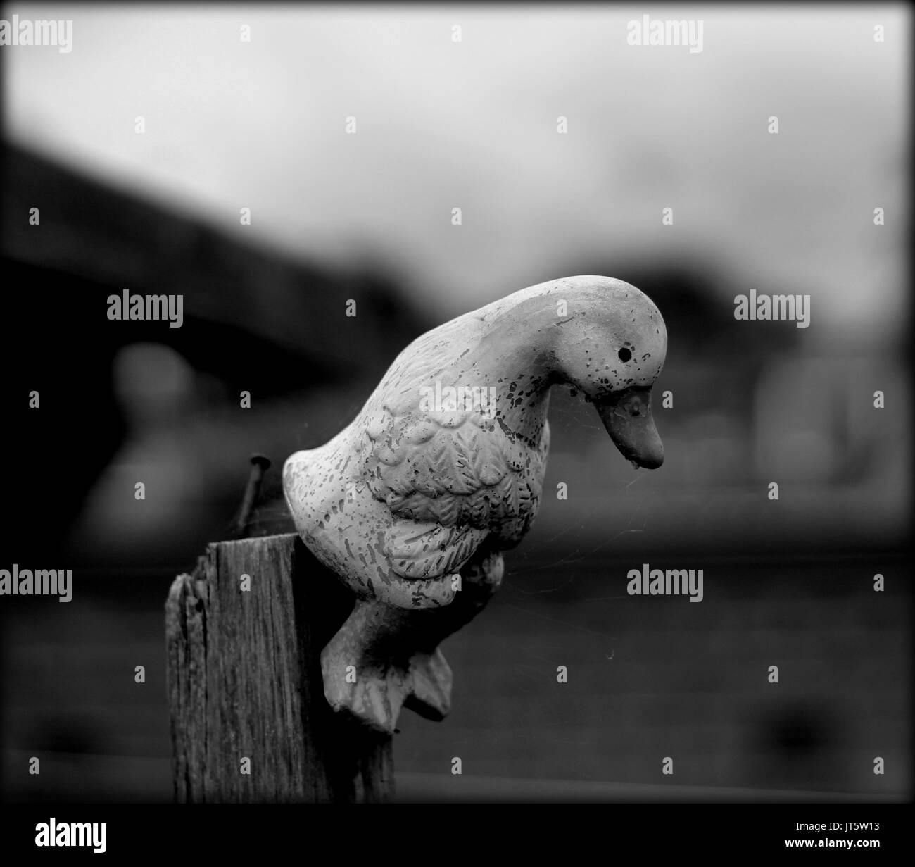 Triste duck Foto Stock