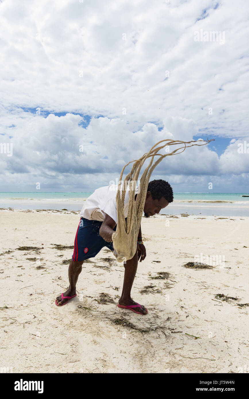 Fisherman tenderises e prepara fresco polpo catturato da lanciarla contro la sabbia della spiaggia, Diani, Kenya Foto Stock