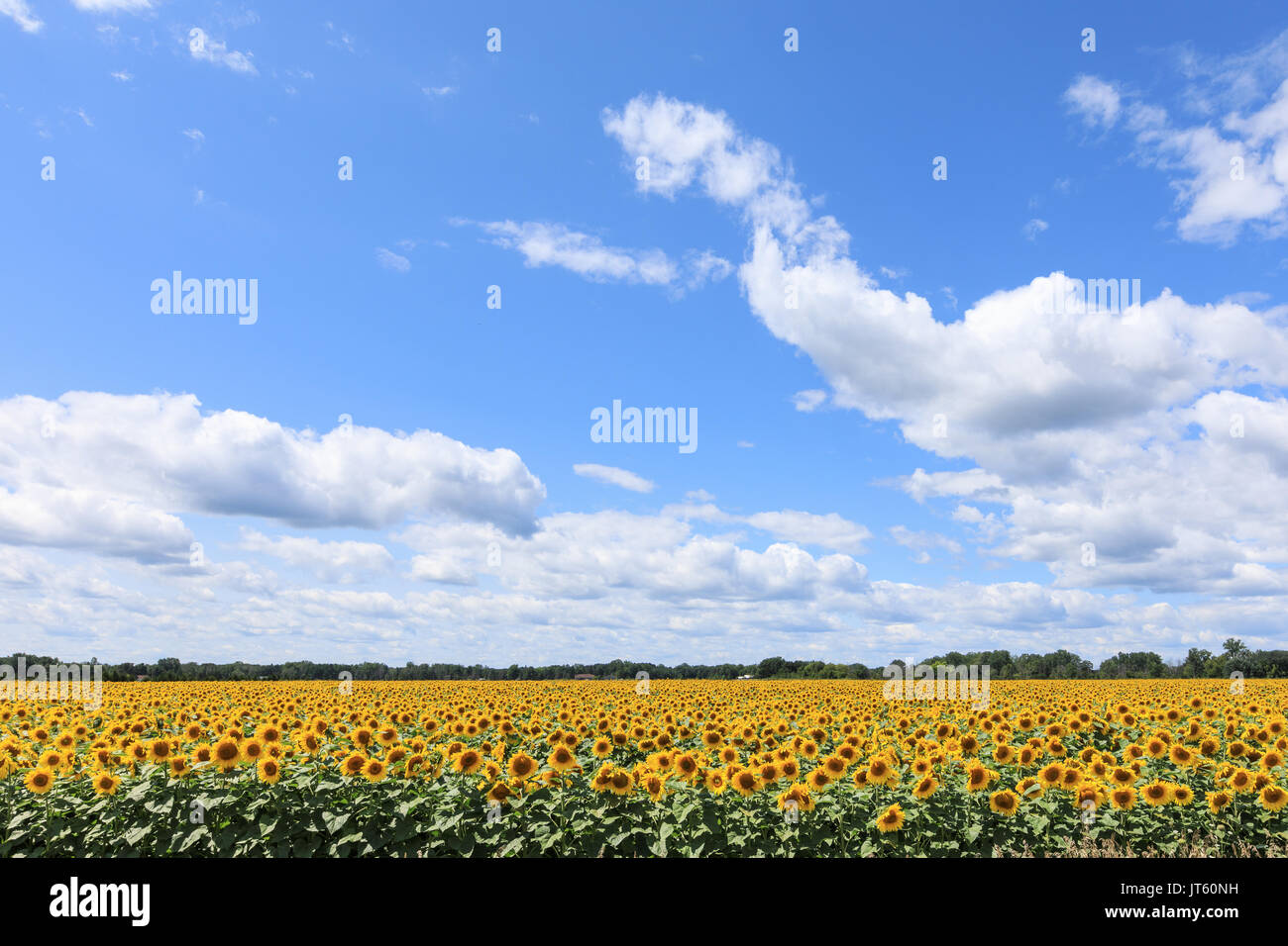 Un campo di semi di girasole in piena fioritura, sotto un cielo blu con bianco, puffy nuvole Foto Stock