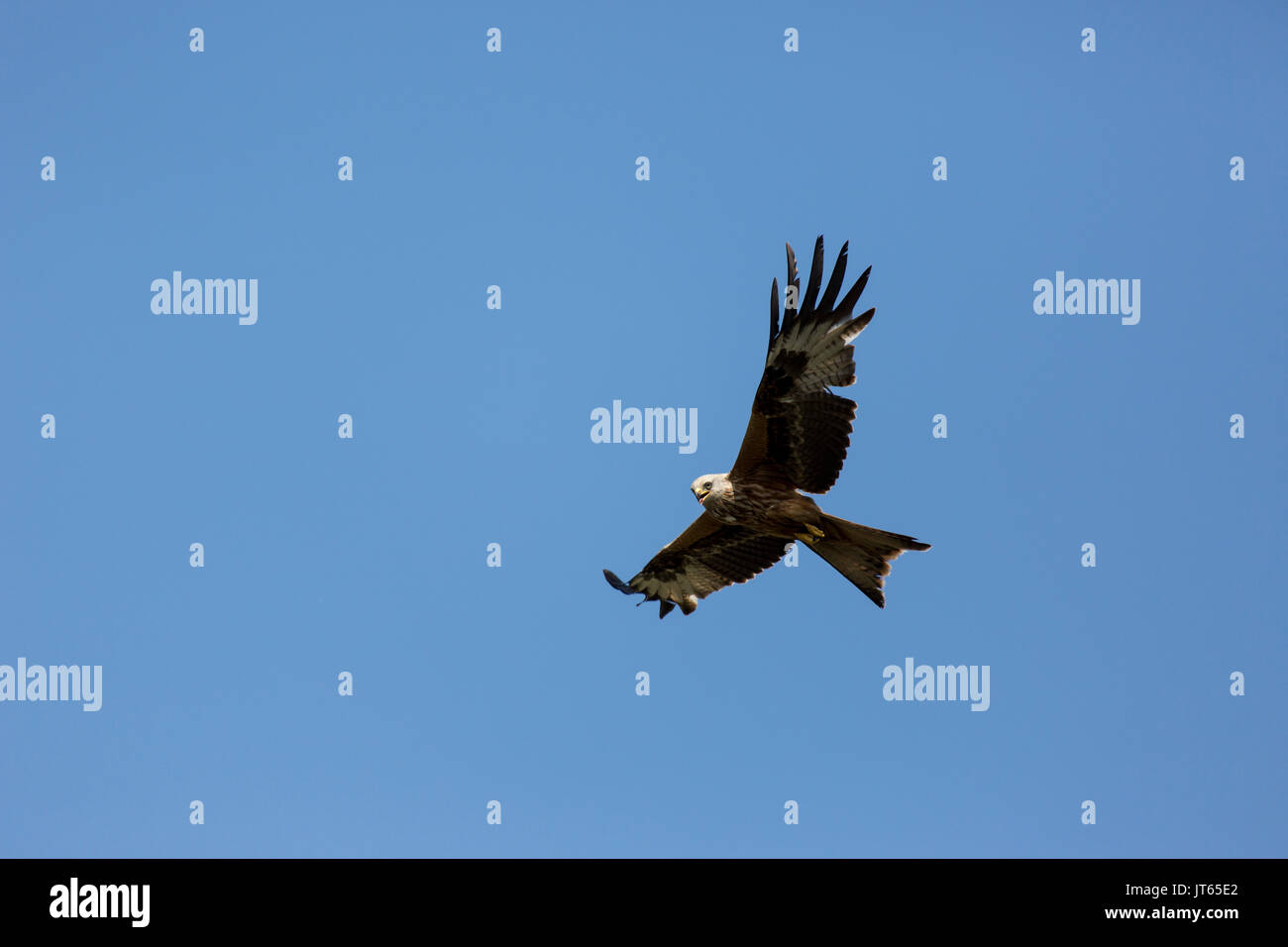 Display antenna se aquilone rosso Foto Stock