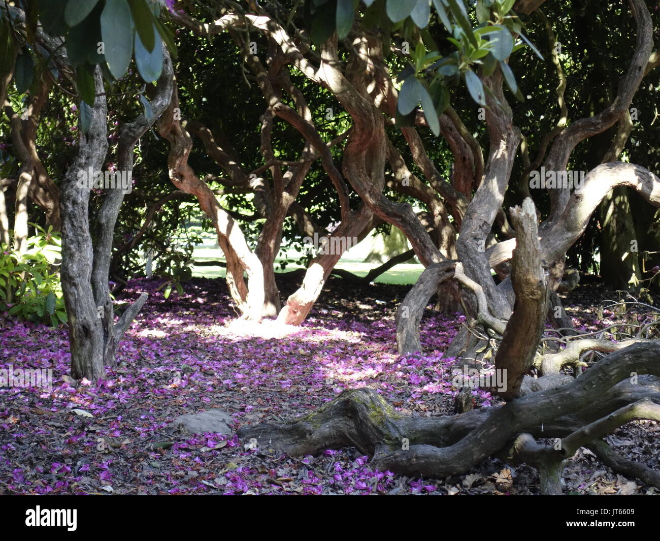 Magica fata grove Foto Stock