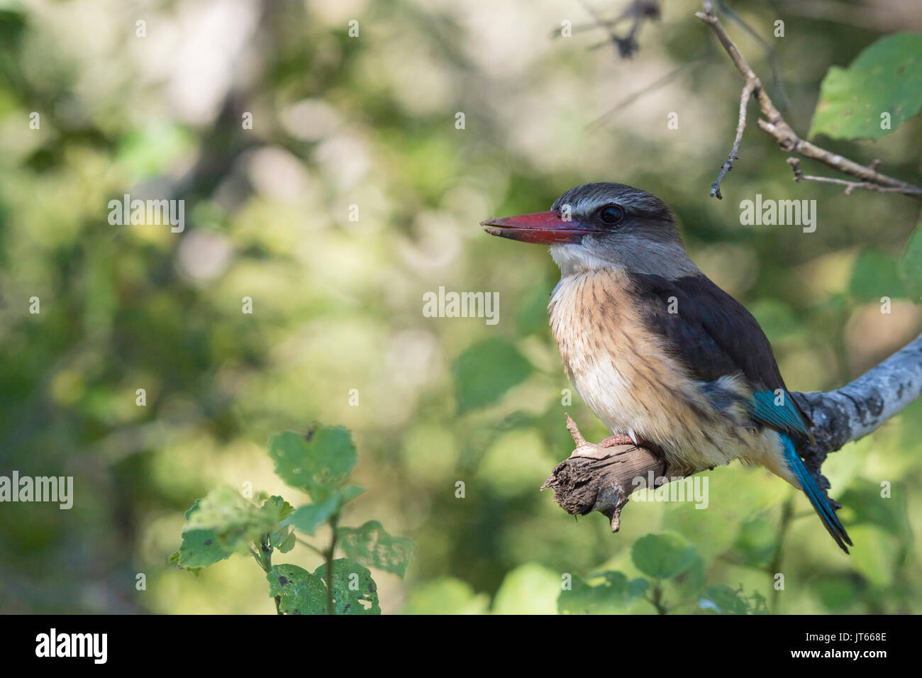 Brownhooded kingfisher (Halcyon albiventris), Hluhluwe-Imfolozi Park, KwaZulu-Natal, Sud Africa Foto Stock