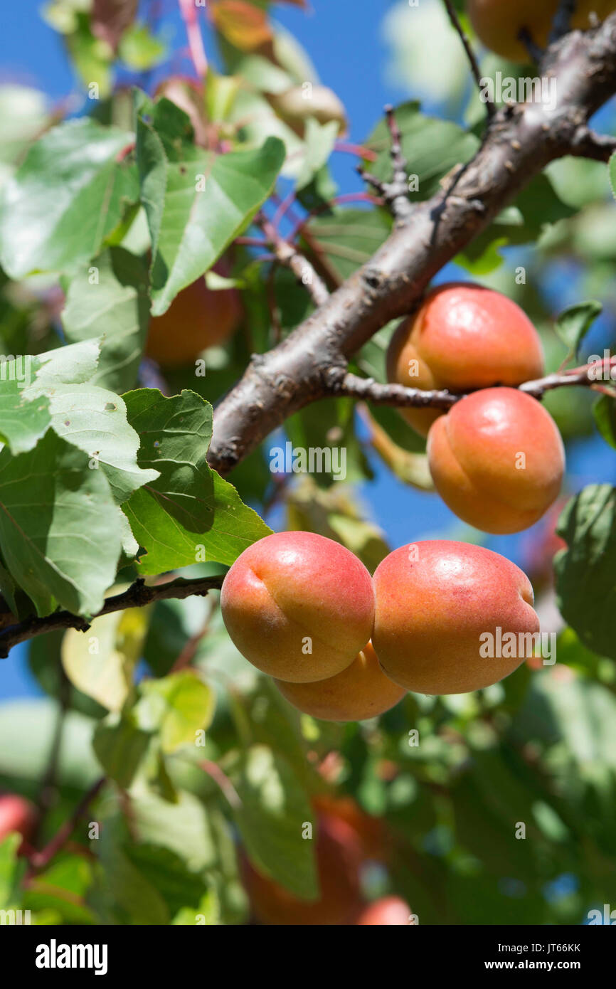 Albero di albicocche e le albicocche in Drome Regione (sud-est della Francia)) Foto Stock