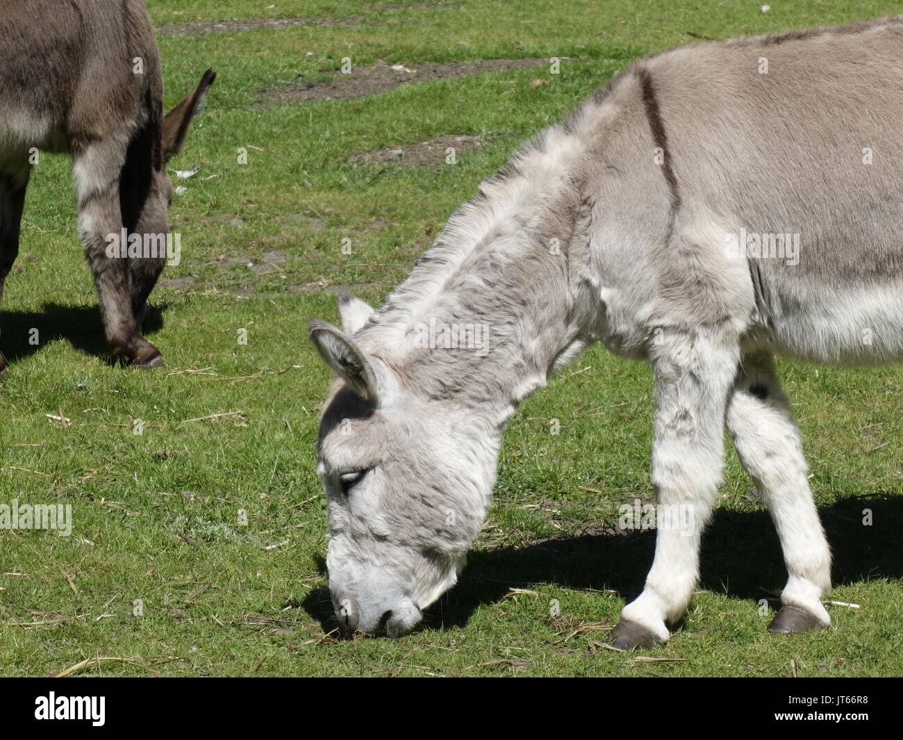 Asini mangiare erba in un campo verde Foto Stock