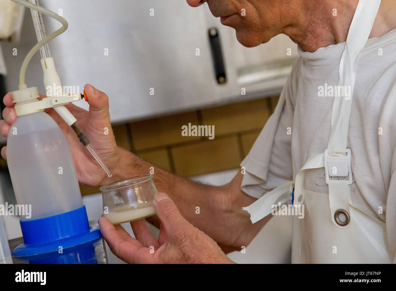 Formaggio dalla Francia settentrionale: produzione del formaggio Maroilles, pastorizzato di formaggi di fattoria. Misura di acidità Foto Stock
