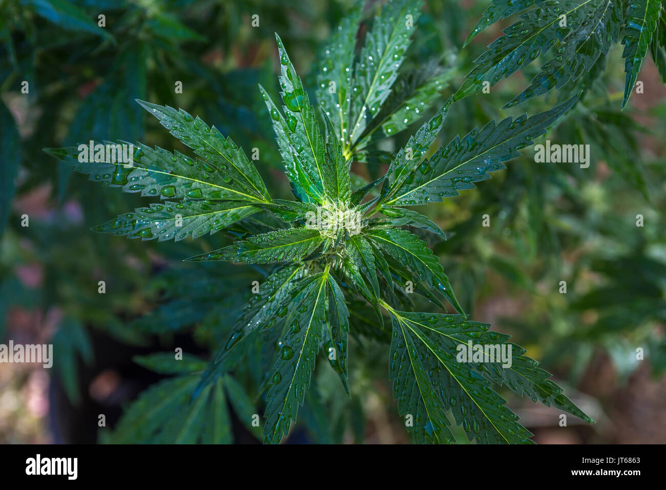 Pianta di cannabis, piante di cannabis, piante di marijuana, le piante di marijuana, marijuana raccolto, Mendocino County, California, Stati Uniti, America del Nord Foto Stock