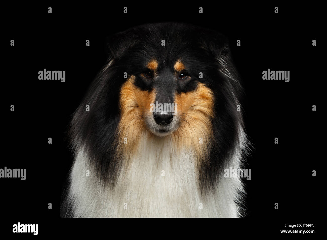 Shetland sheepdog cane su sfondo nero Foto Stock