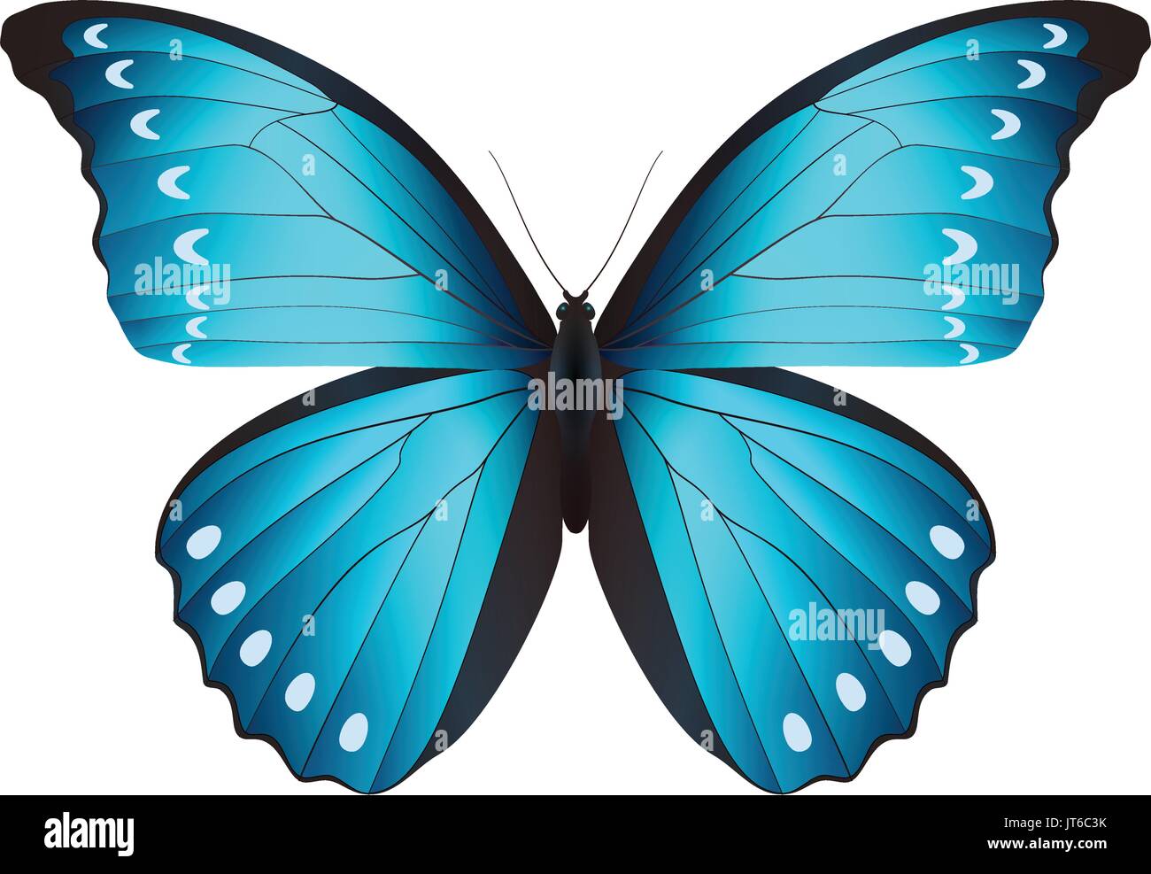 Stupenda farfalla isolato su uno sfondo bianco Illustrazione Vettoriale