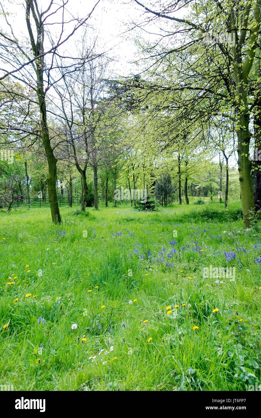 Natura, verde Paesaggio, tronco d'albero, Blossom, Fiori selvatici, Bosco, passeggiata estiva, Barchio d'albero, arbusti, campi, cieli limpidi, Campagna Foto Stock