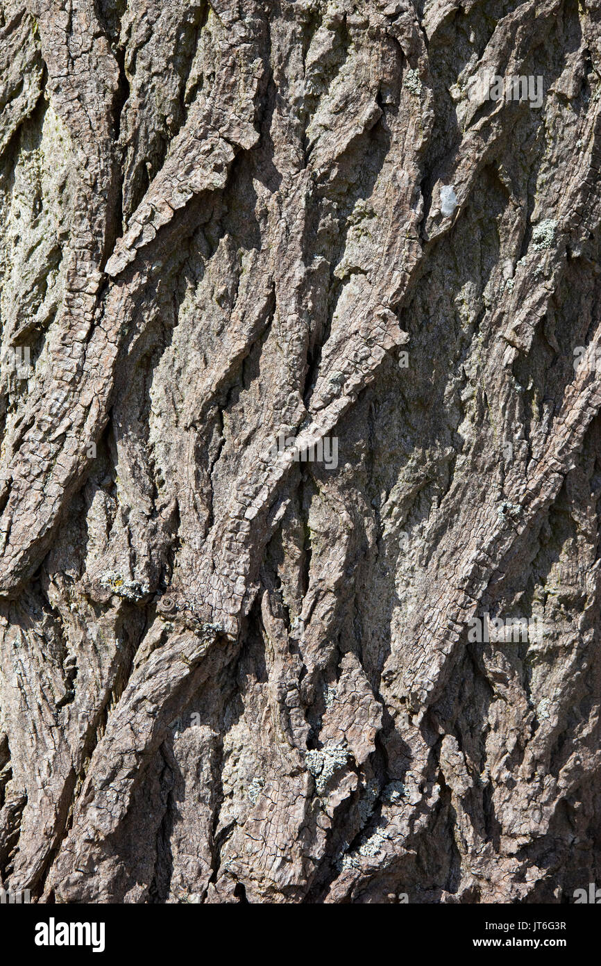 Texture e pattern in una corteccia di pioppo immagine di sfondo in estate Foto Stock