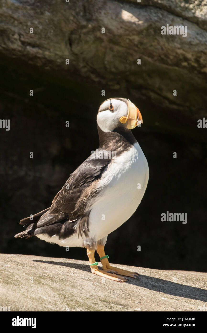 Cornuto puffin Foto Stock