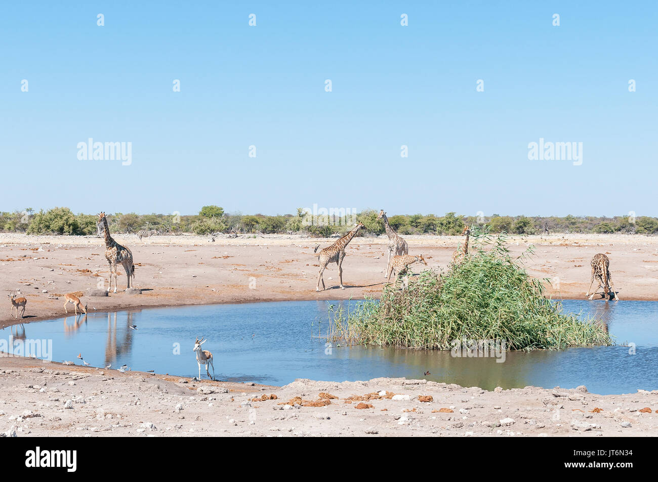 Un paesaggio con sette namibiana giraffe, due impala, Springbok e un burchells zebra a waterhole in Namibia settentrionale Foto Stock