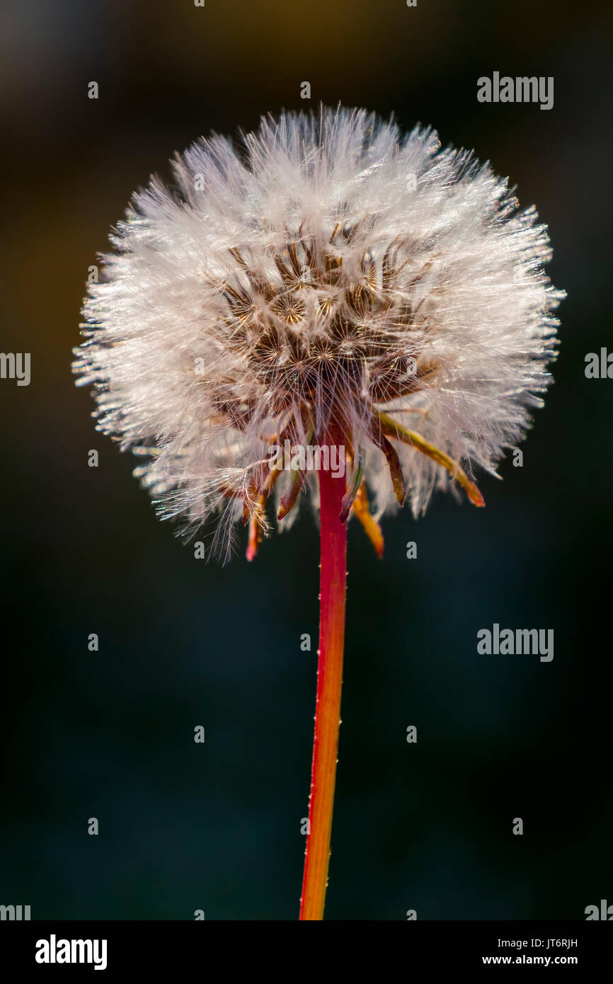 Taraxacum officinale, tarassaco orologio Foto Stock
