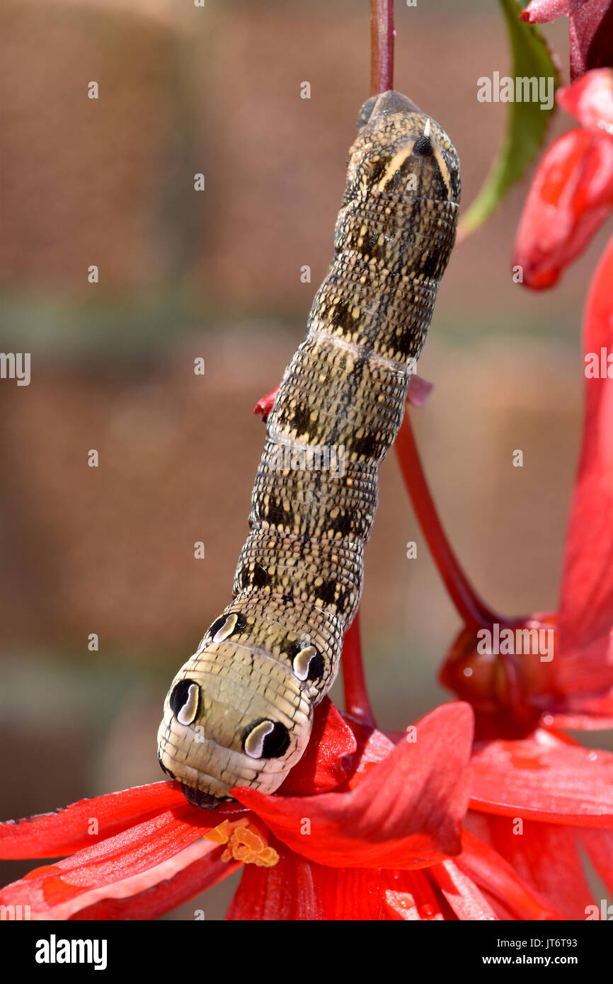Elephant Hawk Moth Caterpillar (Deilephila Elpenor) che si nuce a una pianta di fucsia, mostrando punti difensivi degli occhi Foto Stock