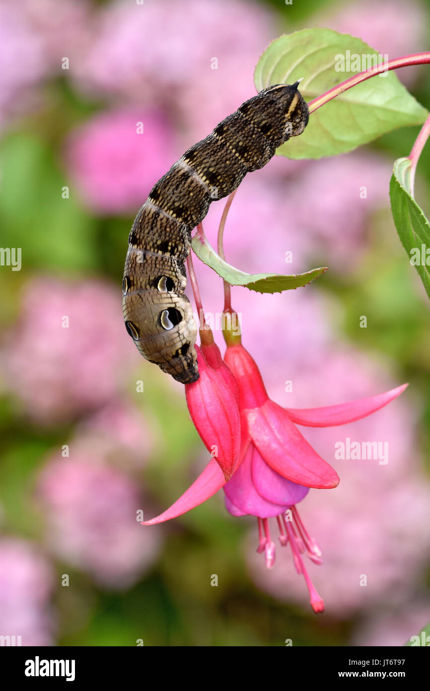 Elephant Hawk Moth Caterpillar (Deilephila Elpenor) che si nuce a una pianta di fucsia, mostrando punti difensivi degli occhi Foto Stock