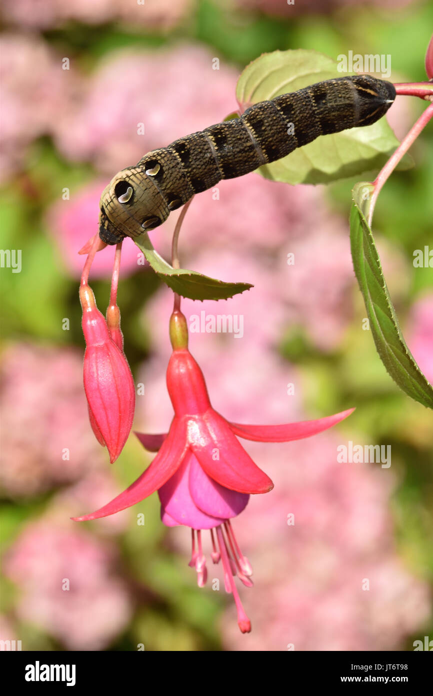 Elephant Hawk Moth Caterpillar (Deilephila Elpenor) che si nuce a una pianta di fucsia, mostrando gli occhi difensivi Foto Stock