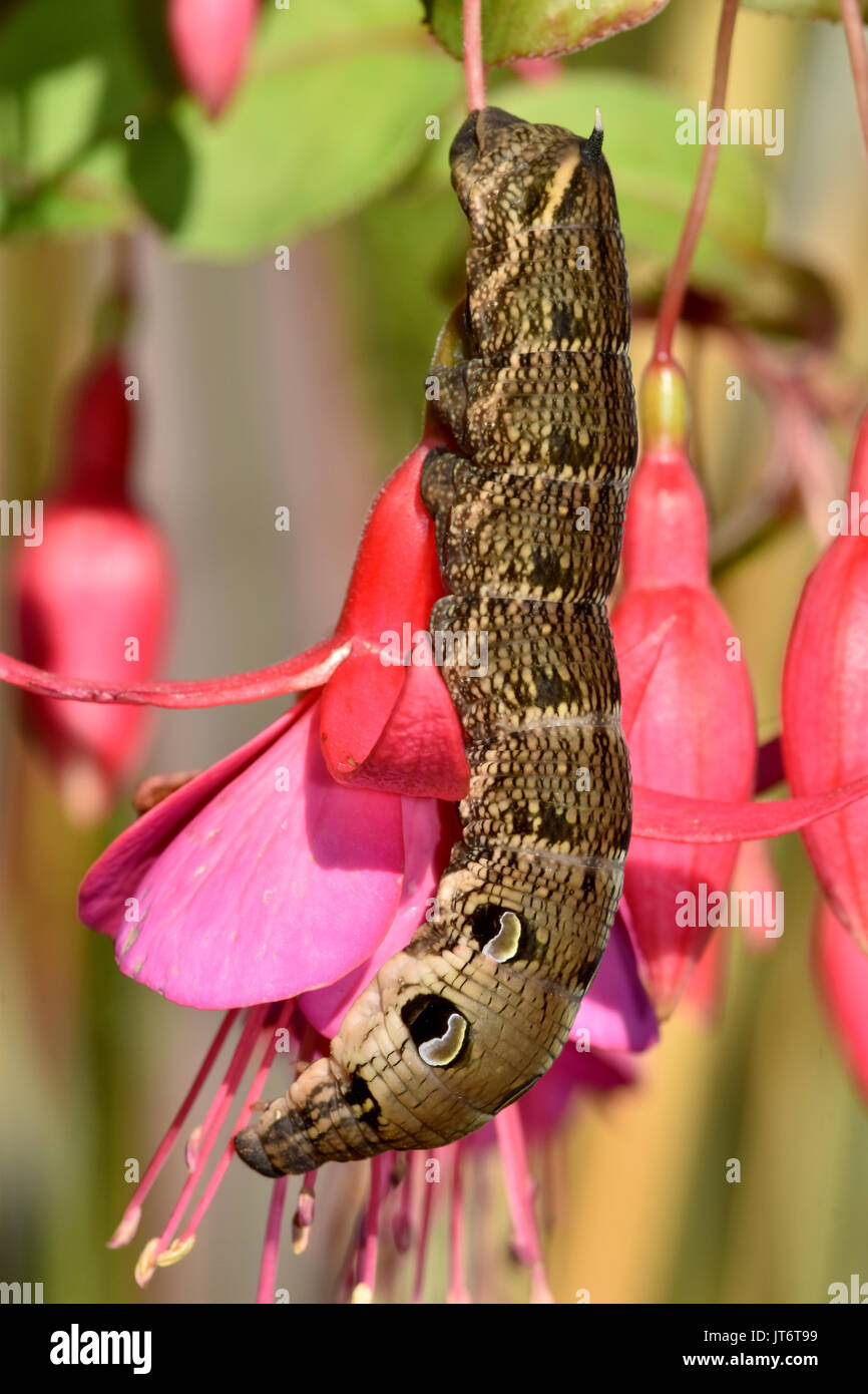 Elephant Hawk Moth Caterpillar (Deilephila Elpenor) che si nuce su una pianta di fucsia, mostrando punti difensivi dell'occhio Foto Stock