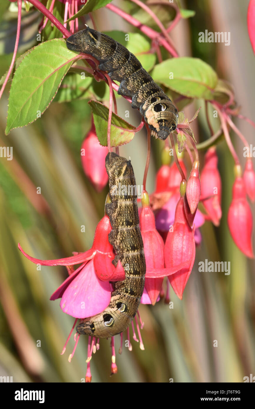Elephant Hawk Moth Caterpillars (Deilephila Elpenor) alimentazione su una pianta di fucsia che mostra gli occhi difensivi Foto Stock