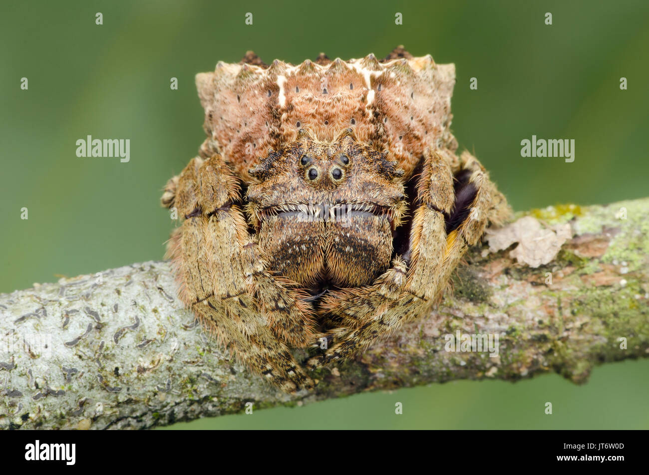 Ampia capo-corteccia spider, Caerostris sp. Foto Stock