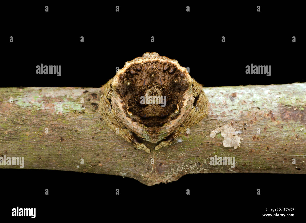 Colpo dorsale di un ampio intitolata corteccia spider, Caerostris sp. Foto Stock