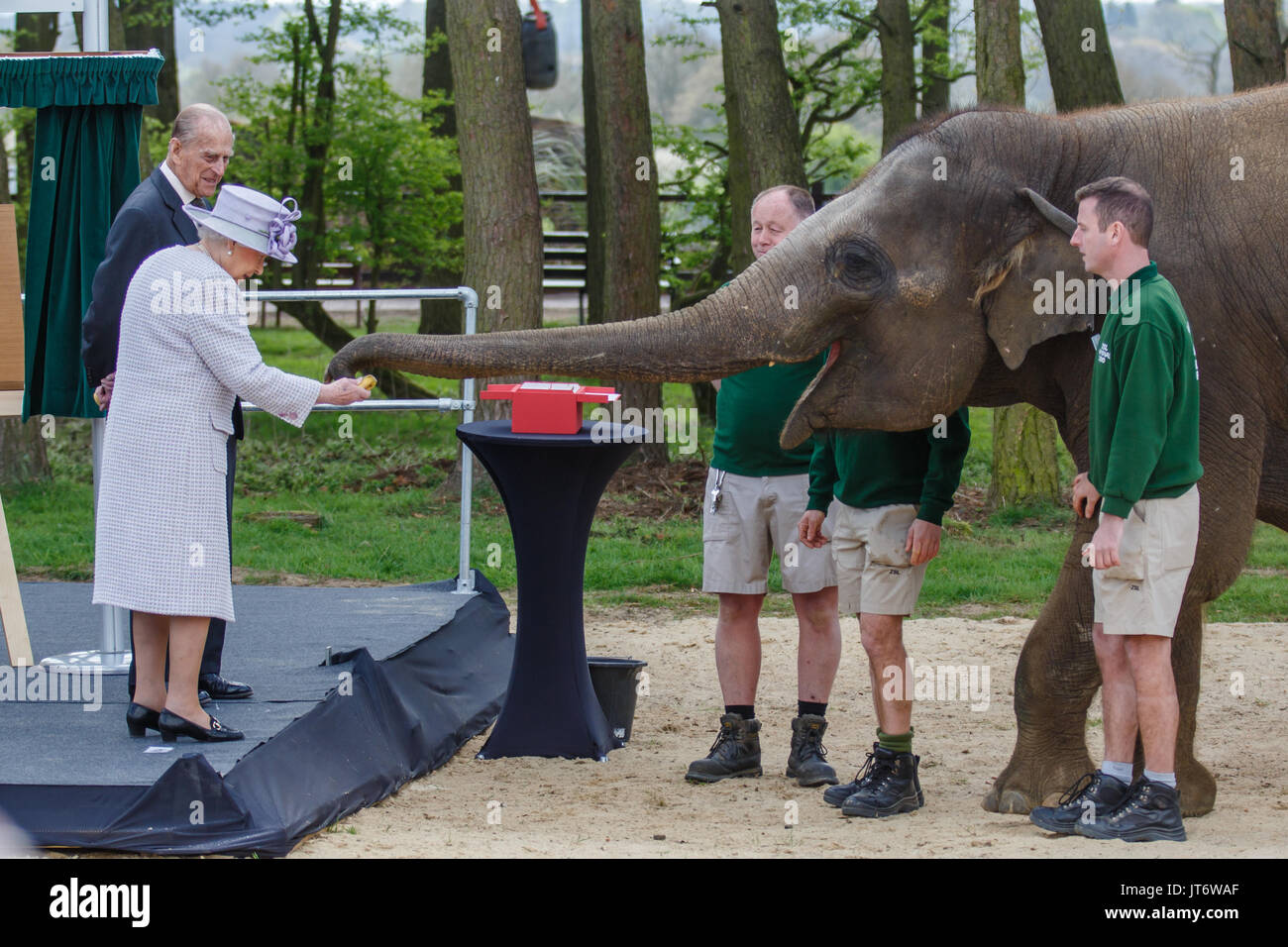 Sua Maestà la Regina Elisabetta II e di S.A.R. il Principe Filippo, feed Donna, un elefante Asiatico banane, ZSL Whipsnade Zoo Foto Stock