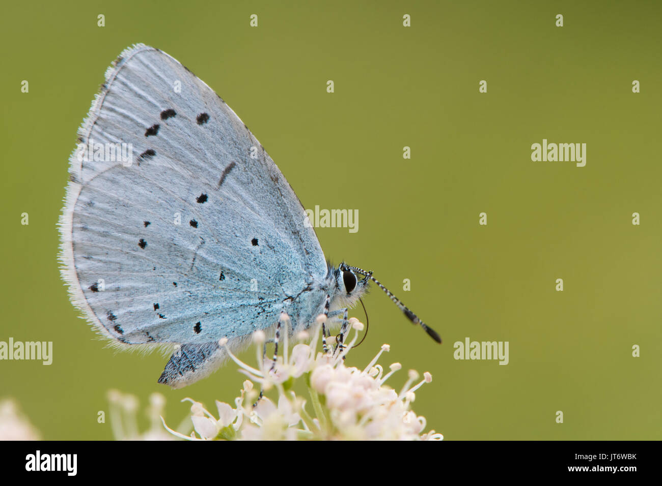 Holly blu (Celastrina argiolus) alimentazione su hogweed vicino. Femmina insetto britannico nella famiglia Lycaenidae nectaring con parte inferiore visibile Foto Stock