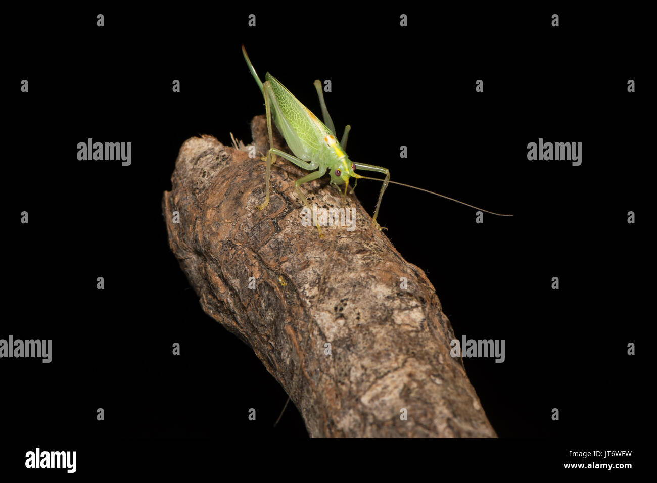 Oak bush-cricket (Meconema thalassinum) su legno. Femmina adulta British cricket nella famiglia Tettigoniidae, ordine Orthoptera, sul ramo contro il nero Foto Stock