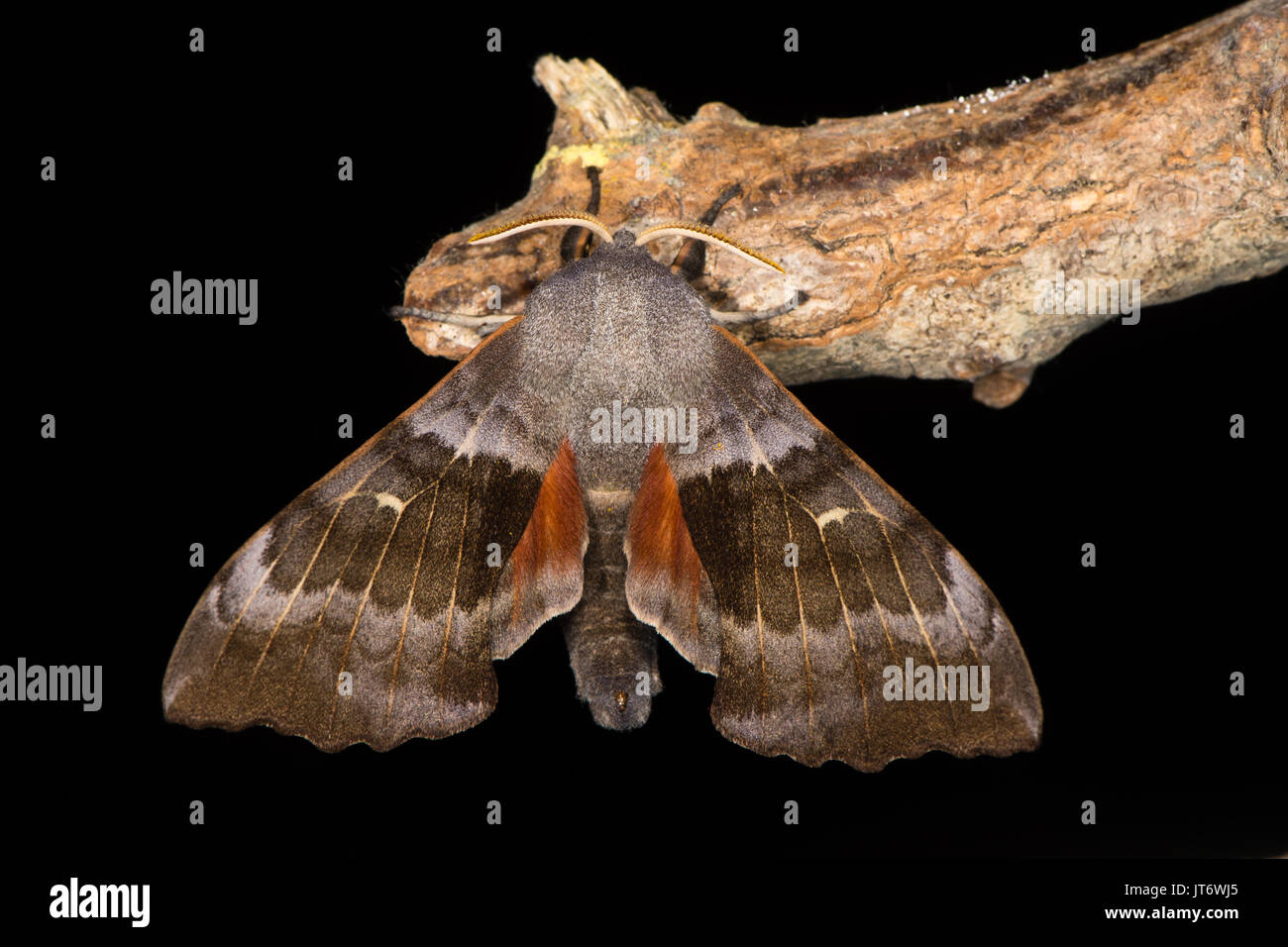 Il PIOPPO hawk-moth (Laothoe populi) contro il nero. Grande hawk moth nella famiglia Sphingidae, a riposo su legno con segni distintivi di postura del parafango Foto Stock