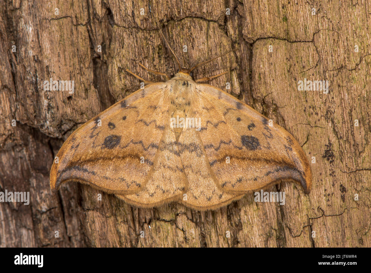 Gancio di ghiaia-punta (Drepana falcataria) moth su legno. British nsect nella famiglia Drepanidae, a riposo, con distintivamente forewings sagomato Foto Stock