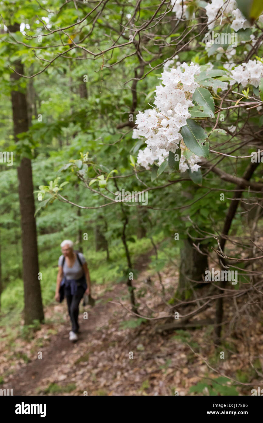 Indiana, Pennsylvania - un escursionista vicino Mountain Laurel in giallo Creek State Park. Foto Stock