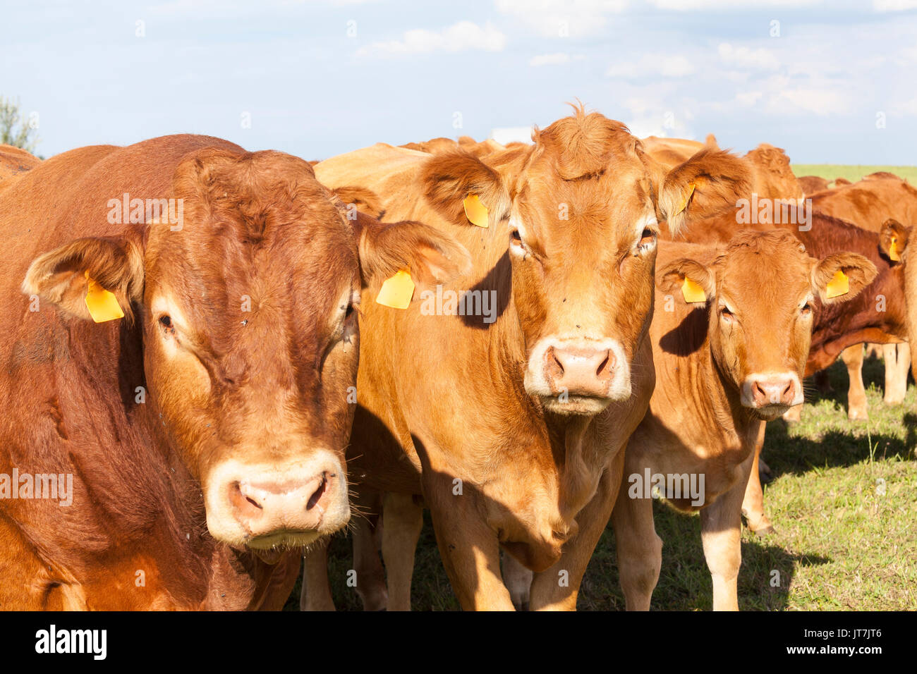 Limousin bovini da carne con una curiosa bull, mucca e vitello in un close up headshot cercando la fotocamera nella luce della sera in un pascolo . Tutti indossano bla Foto Stock