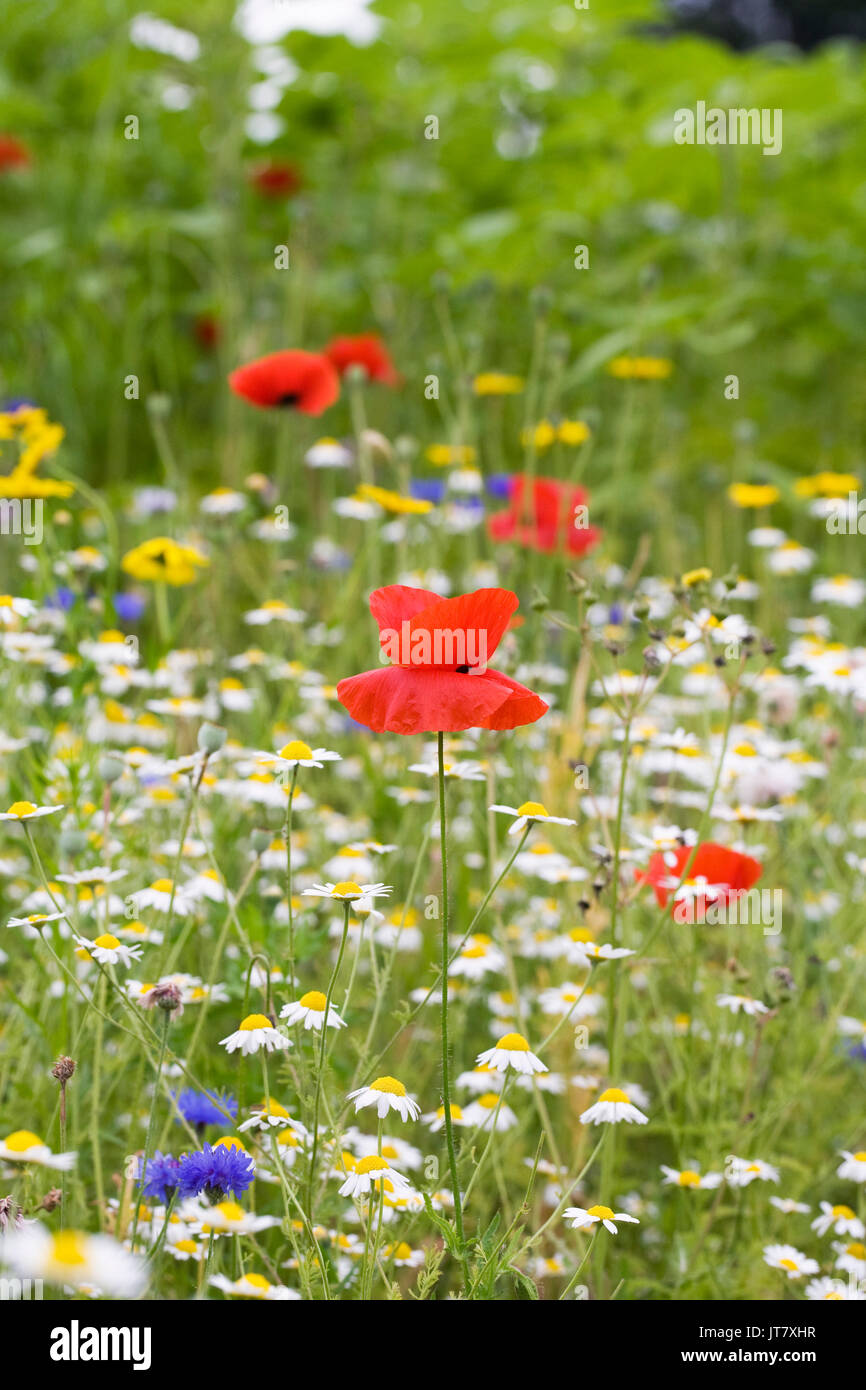 Prato di fiori selvaggi in estate . Foto Stock