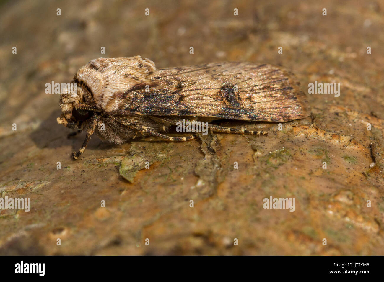 Regno Unito Wildlife: Shuttle-sagomato (dart agrotis puta) moth in appoggio su un registro, Doncaster, Inghilterra Foto Stock