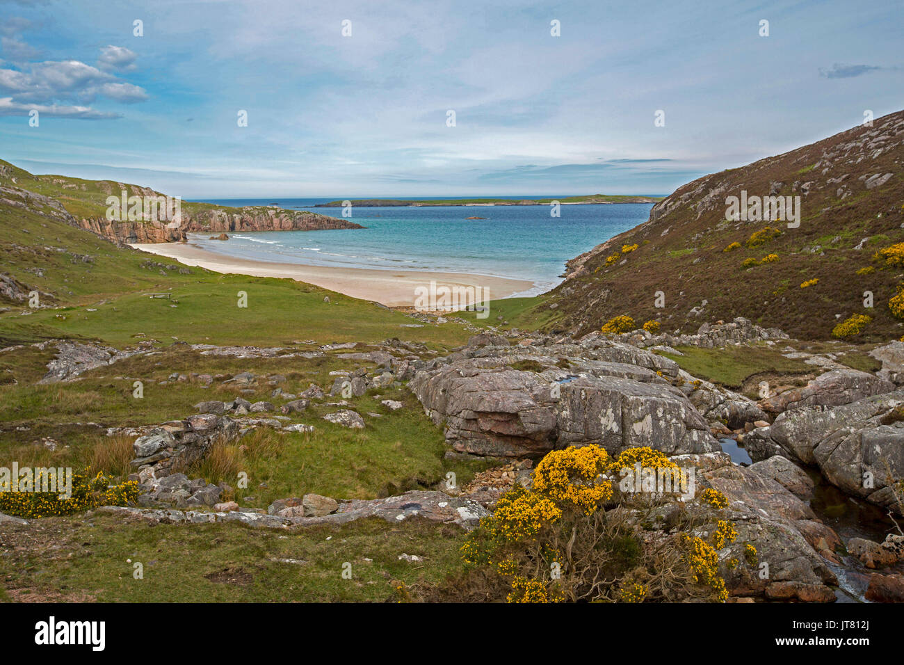 Il paesaggio costiero con spiaggia sabbiosa in appartata baia rocciosa con primo piano intonacato con golden fiori di ginestre sotto il cielo blu vicino a Durness, Scozia Foto Stock