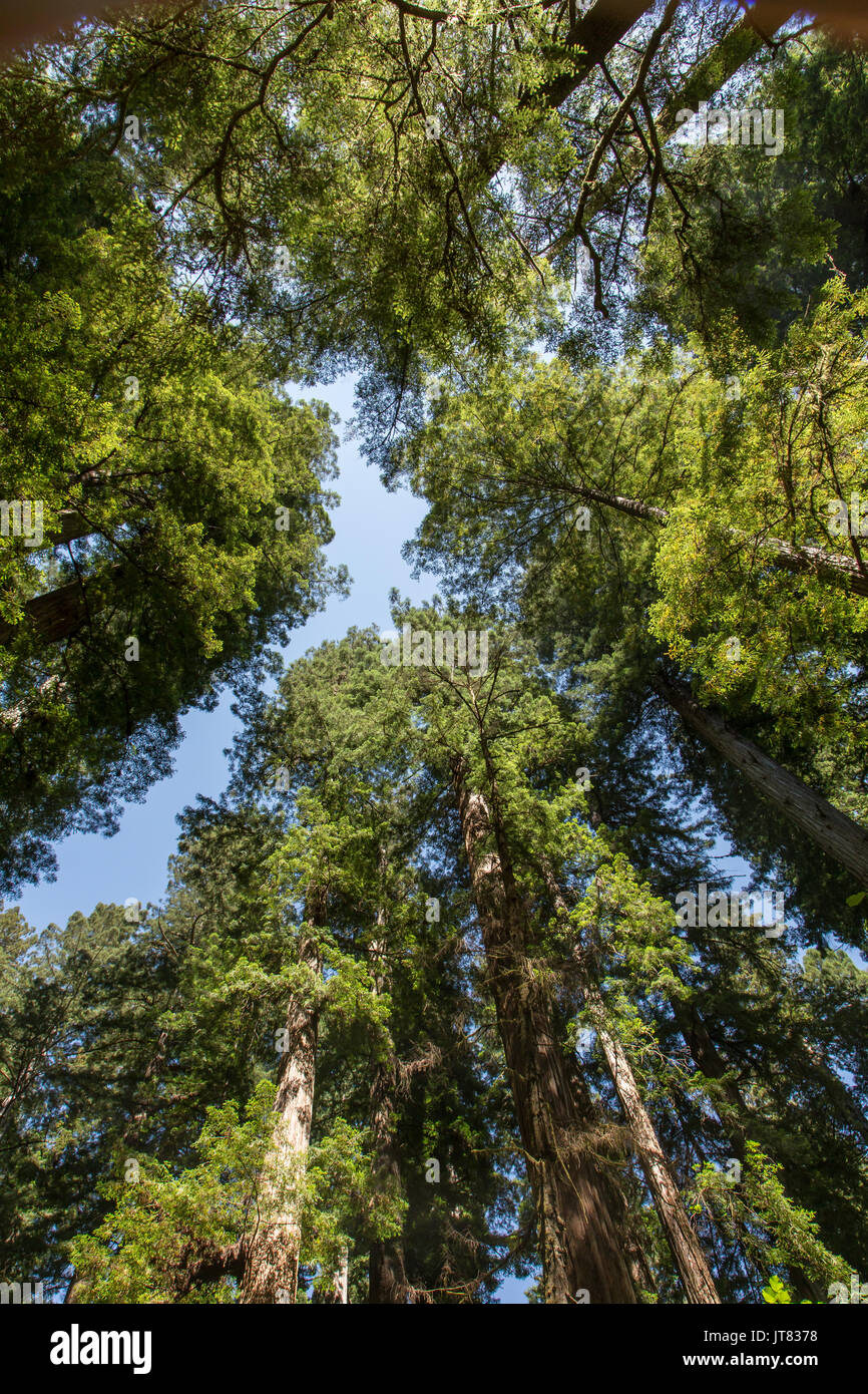 Tra i redwoods Foto Stock