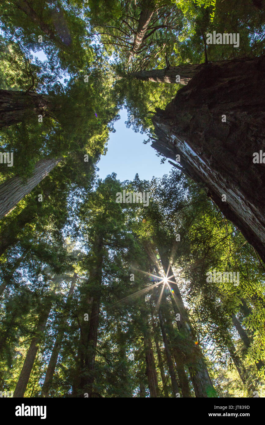 Sunburst attraverso la redwoods Foto Stock