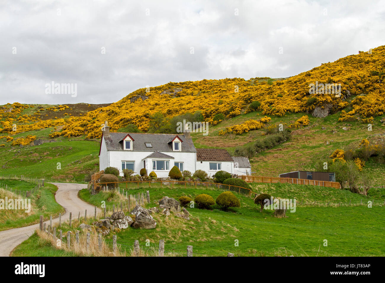 Verniciato bianco / Agriturismo crofter's cottage sulla collina con fasce di golden gorse fiorito vicino a Lairg, Scozia settentrionale Foto Stock