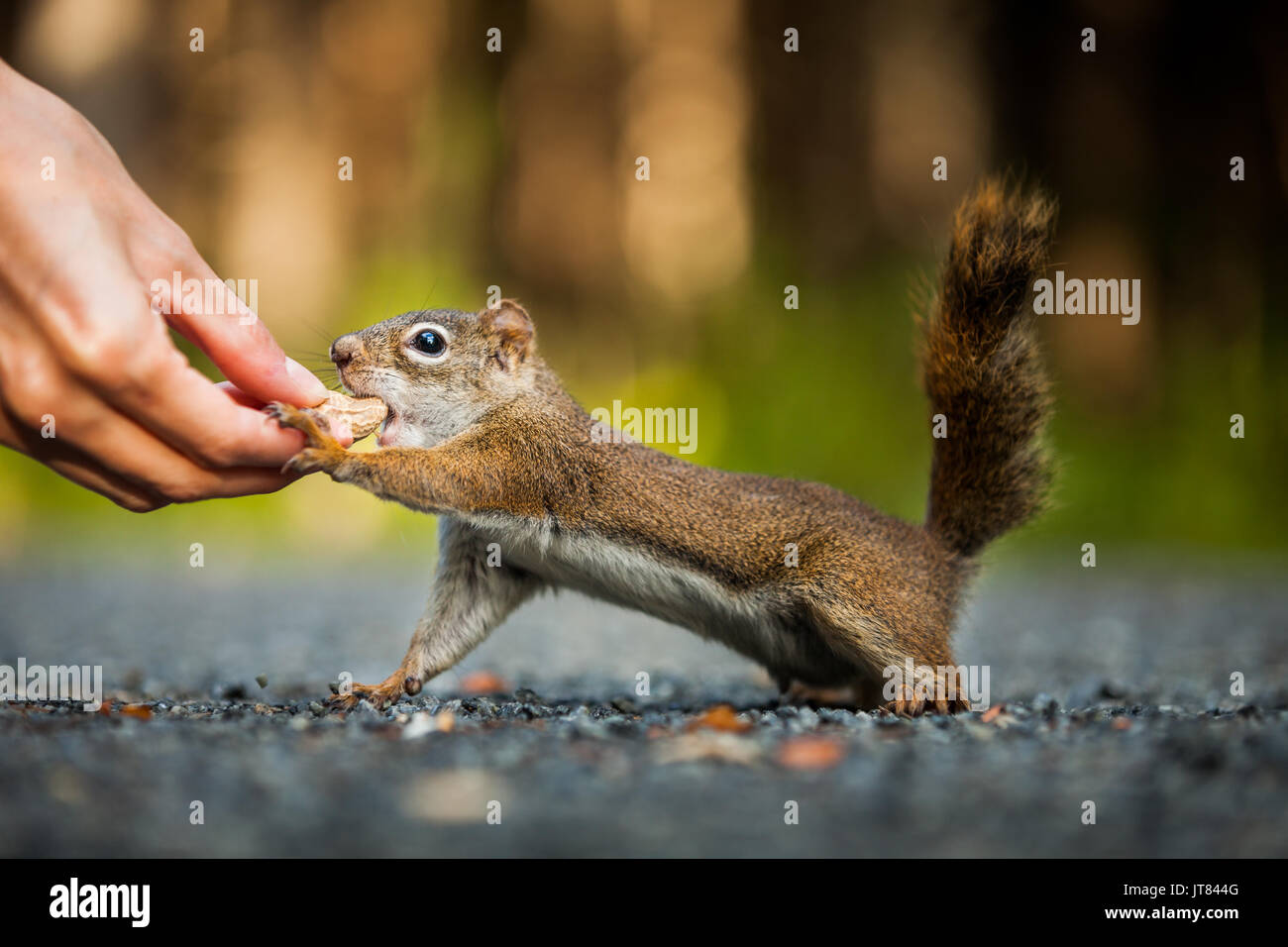 Funny Close-up di donna alimentare un scoiattolo rosso sul terreno da qualche parte in Quebec, Canada. Foto Stock