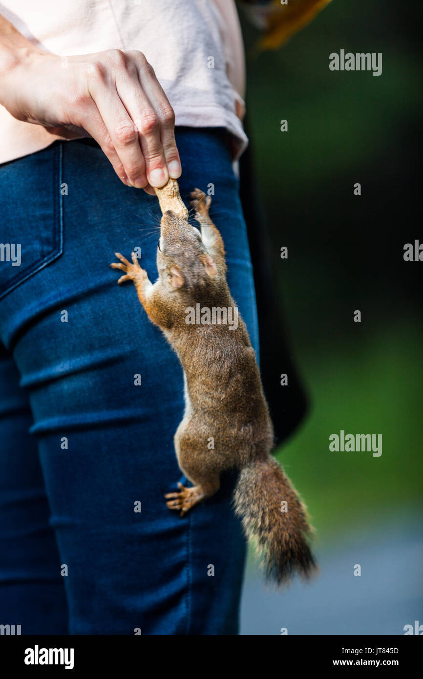 Funny Close-up di donna alimentare un scoiattolo rosso da qualche parte in Quebec, Canada. Foto Stock