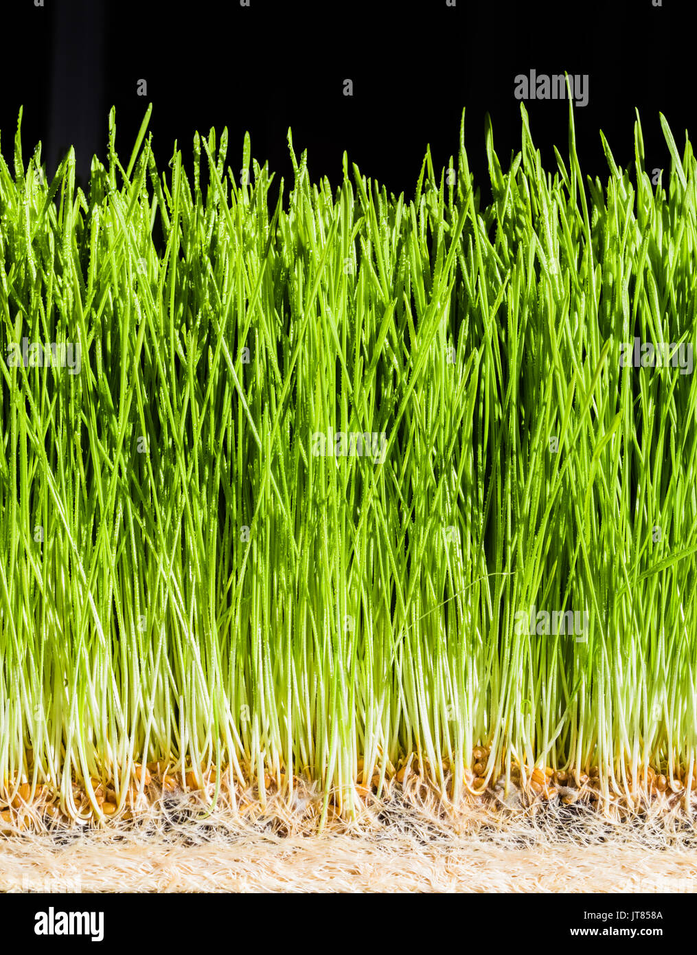 I dettagli di Wheatgrass di radici, semi e salutare i cavoli maturo pronto per estrarre il succo. Foto Stock