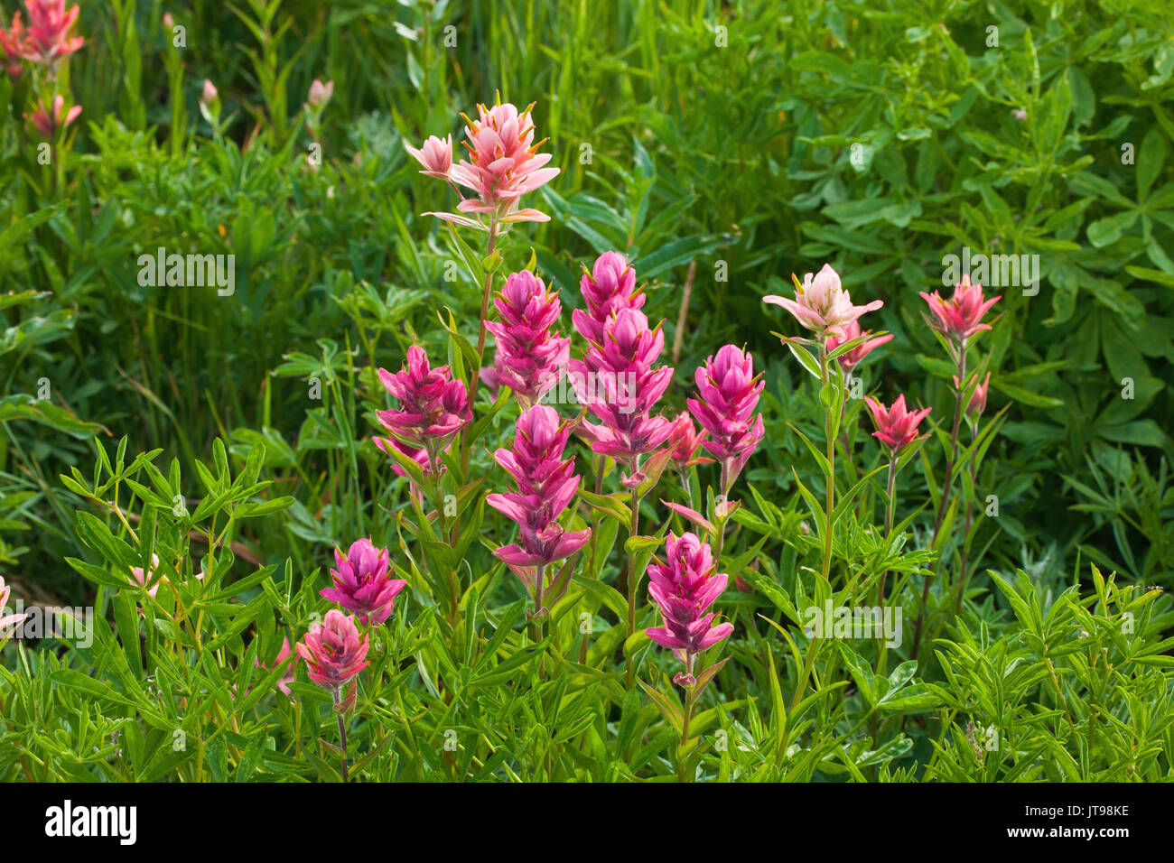 Indian paintbrush, Albion bacino, Montagne Wasatch, Utah Foto Stock