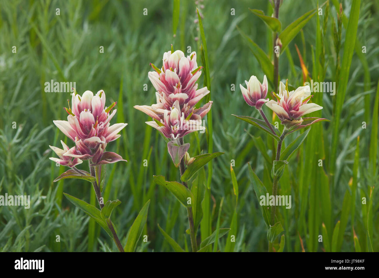 Indian paintbrush, Albion bacino, Montagne Wasatch, Utah Foto Stock