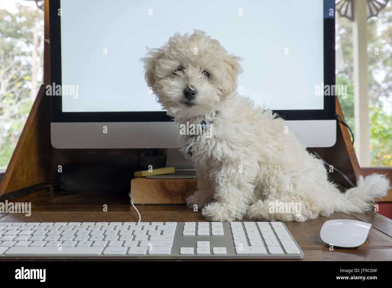 Lavorando da casa ufficio con bichon frise cucciolo di cane sulla scrivania con computer schermo, tastiera e mouse Foto Stock