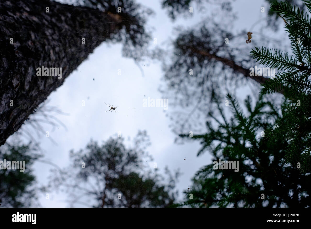 Crociera su un web nella foresta closeup Foto Stock