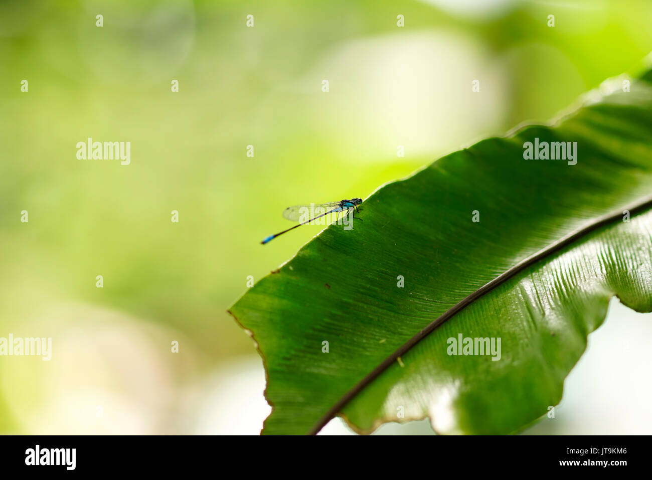 Piccolo sottile di colore blu a forma di libellula seduto appoggiato sulla foglia verde al sole del mattino. Foto Stock
