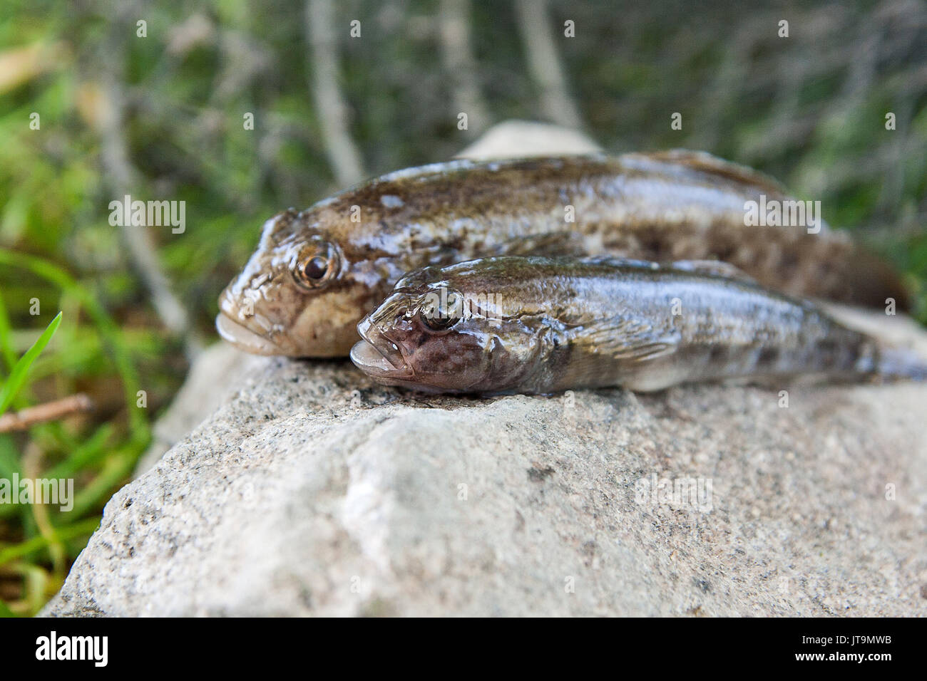 Pesci Piccoli E Arancioni Si Trovano Sulle Rocce In Un Lago Dacquario,  Immagine Del Pesce Ghiozzo, Pesce, Ghiozzo Immagine di sfondo per il  download gratuito