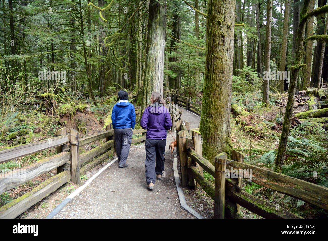 I visitatori a piedi su un sentiero in protected vecchia foresta pluviale di crescita della Cattedrale Grove, vicino a Port Alberni, sull'Isola di Vancouver, British Columbia, Canada Foto Stock
